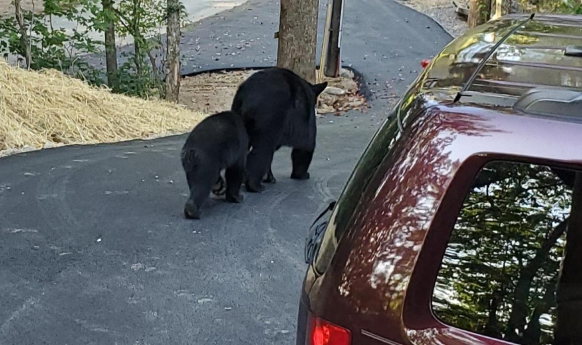 Can'T "Bear" To Leave Villa Sevierville Exterior photo